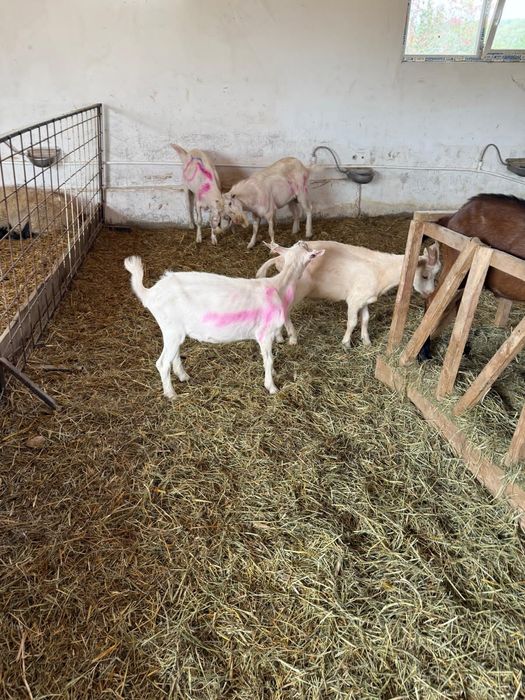 Vand oi sufolk si capre