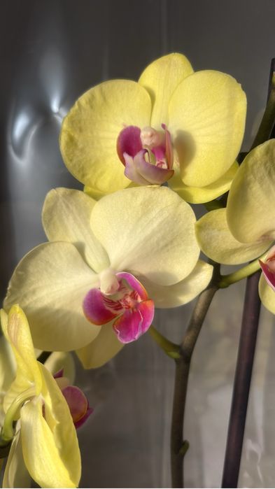 Орхидеи! Орхидея!