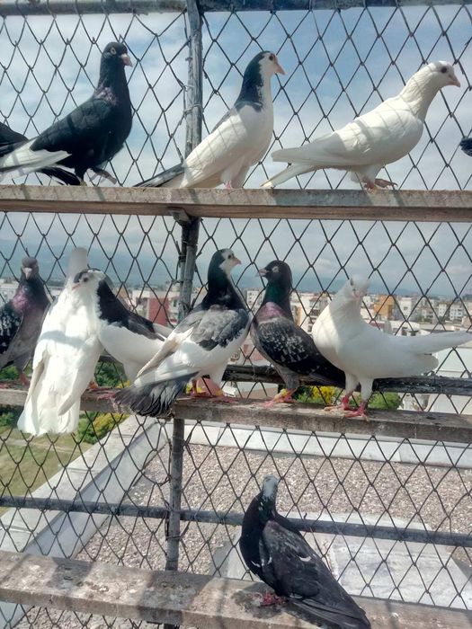 Пазарджишки високолетачи със добри.постежения.