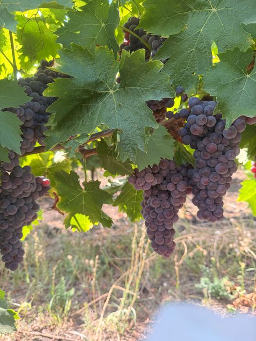 Vând struguri nobili Tamaioasa Romanesca