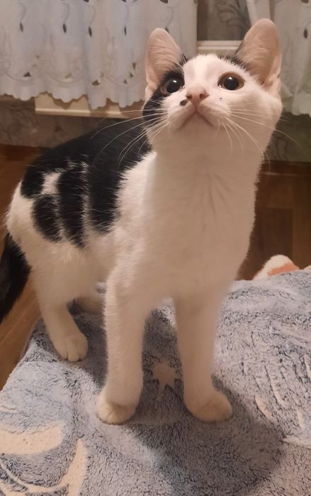 Отдам кошечку в хорошие руки