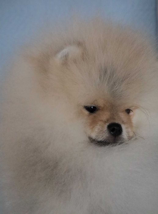 Страхотно момченце померан с родословие FCI