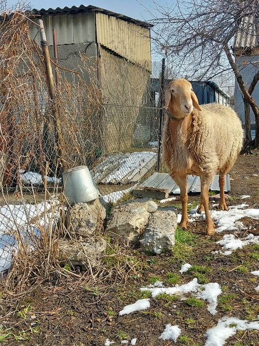 Кочкор два года пять месяц