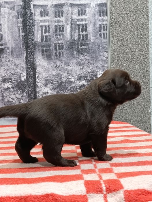 Щенки лабрадора ретривер