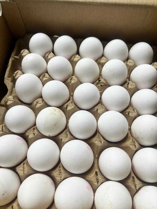 Яйцо куриное оптом Алматы BH
