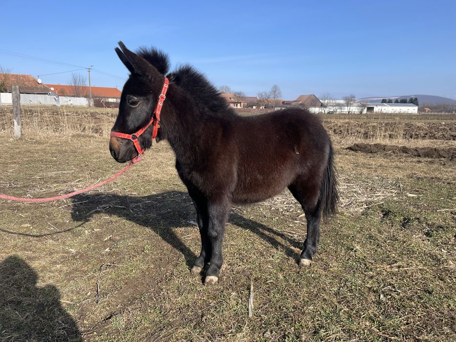 mama ponei si tata măgar