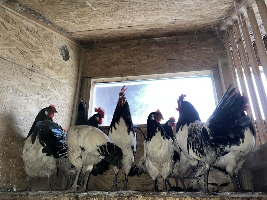 Perechi Gaini Lakenvelder