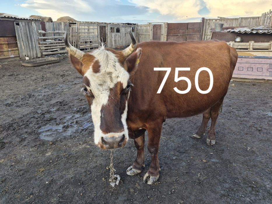 Продам дойных коров