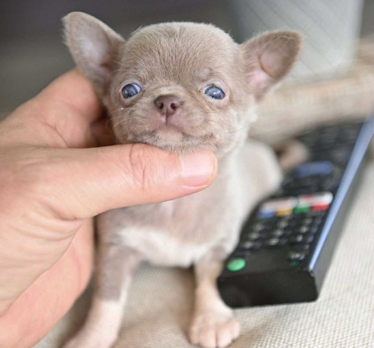 Женско миниатюрно чихуахуа лилаво