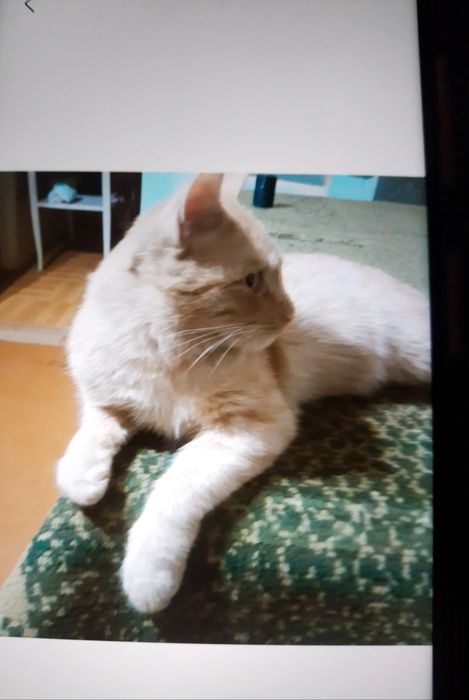 Отдаеем рыженькую в добрые руки