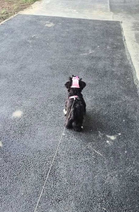 Bichon havanez canisa autorizata FCI si ACHR