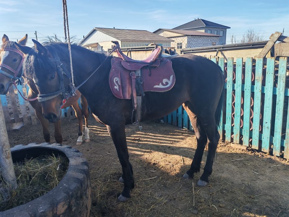 Байтал сатылады.