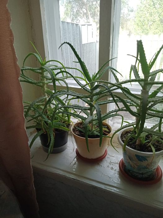 Продам алоэ лечебное