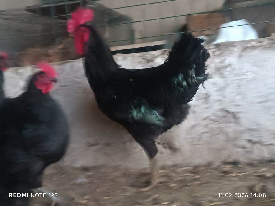Qora shaxzoda gigant tuxum jo'jalariga zakaz olamiz