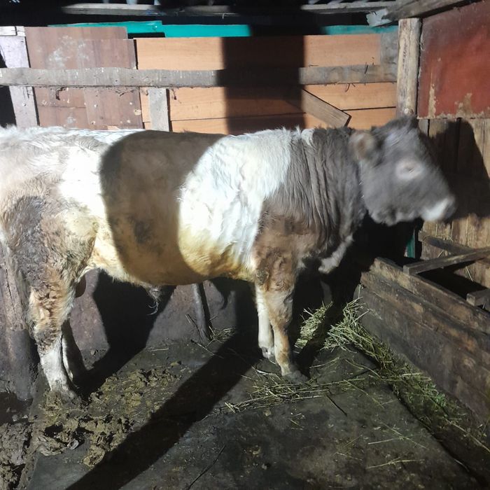 Продам быка на мясо