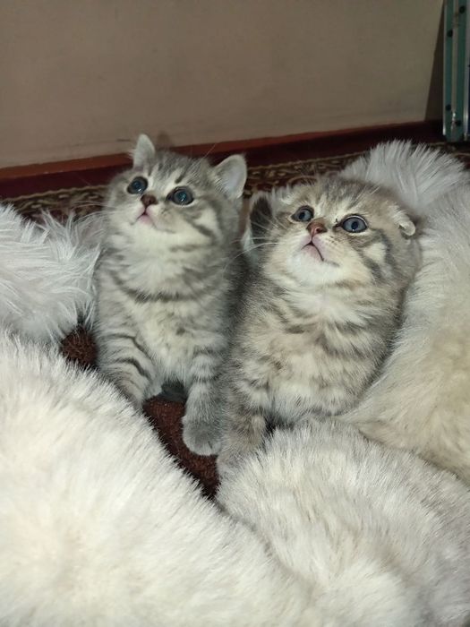 фолд и страйт скотиш котята