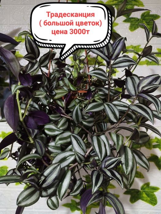 Продам комнатные цветы