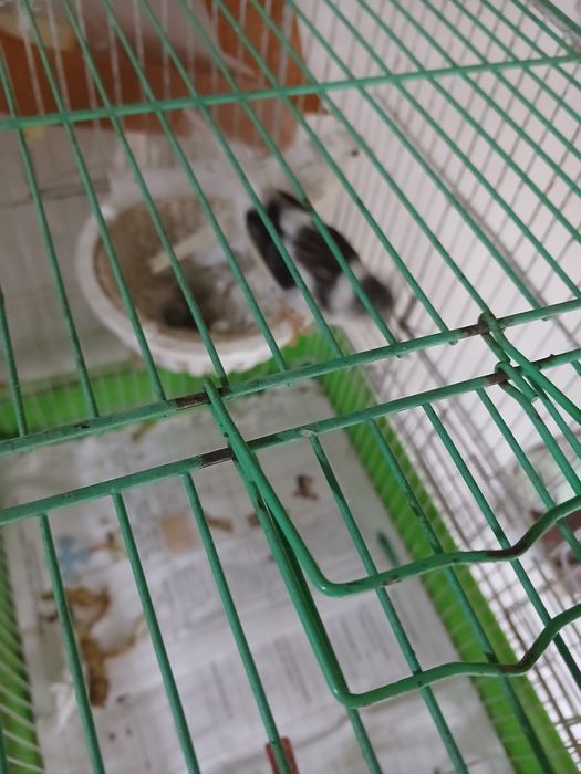 Канарейка 1 жуфт ва 1 дона