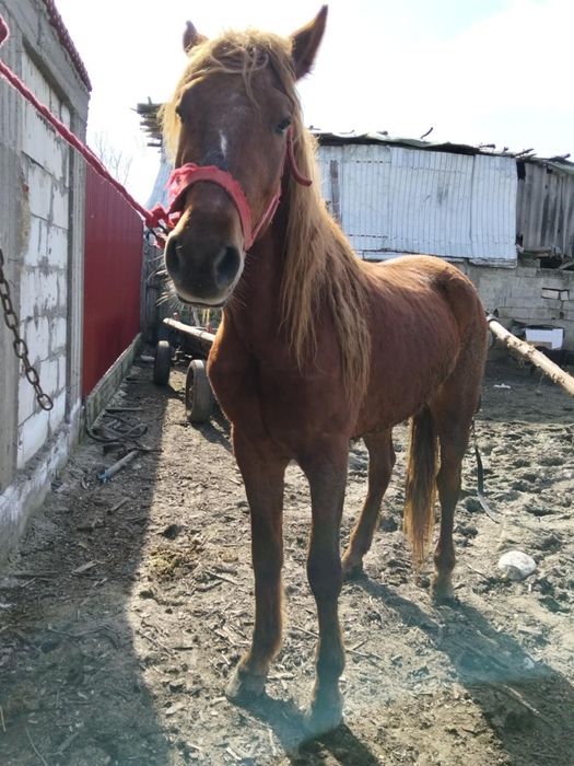 Vând un cal de doi ani jumate