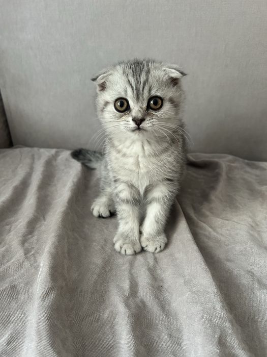 Котята Шотландские вислоухие( scottish fold)