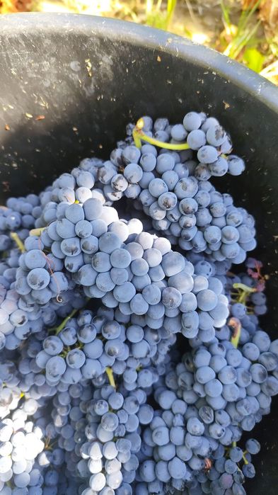 Vand struguri pinot noir , merlot , feteasca neagra