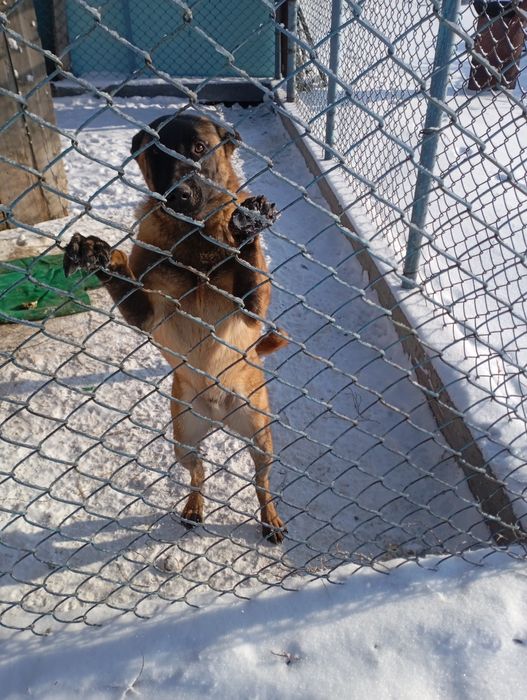 Белгийкая овчарка