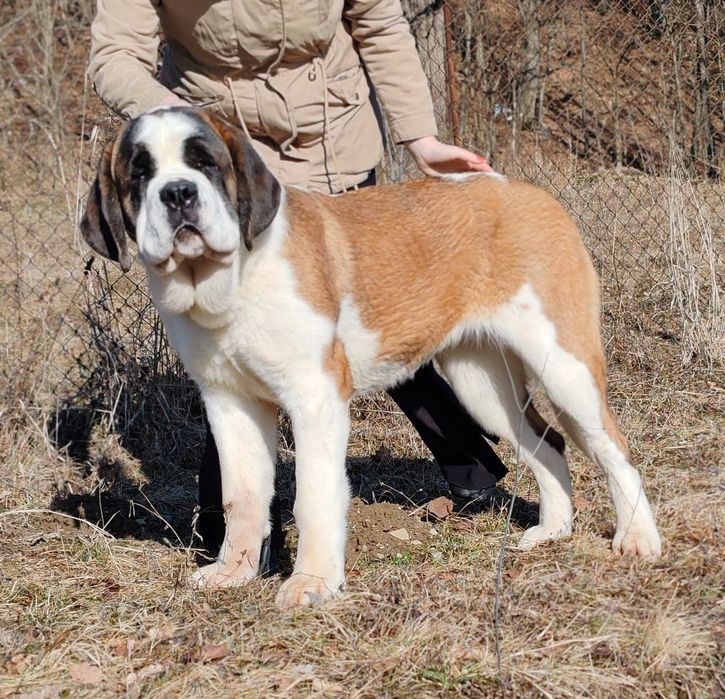 Femela de Saint Bernard cu Pedigree