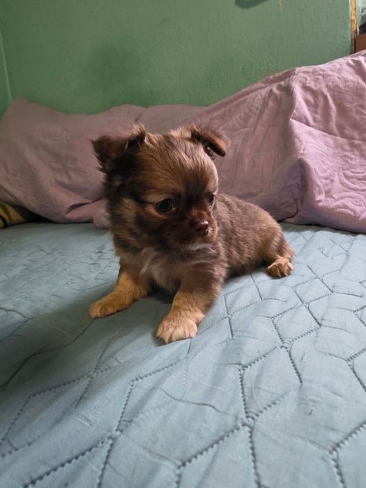 чихуа-хуа момченца