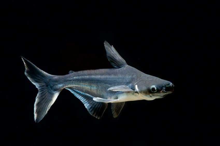 Аквариумный сом "Пангасиус"