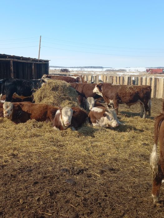 Продам быков 850000