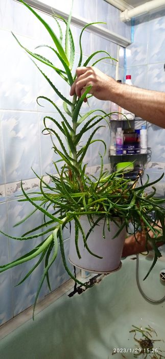 Лекарственные растения Алоэ