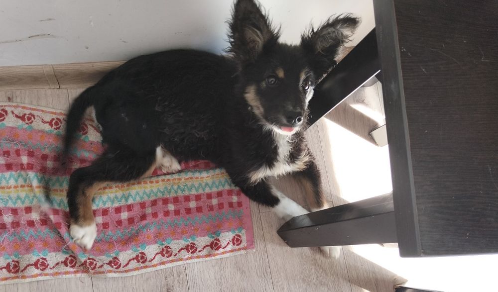 Ищем щенку хорошего хозяина.