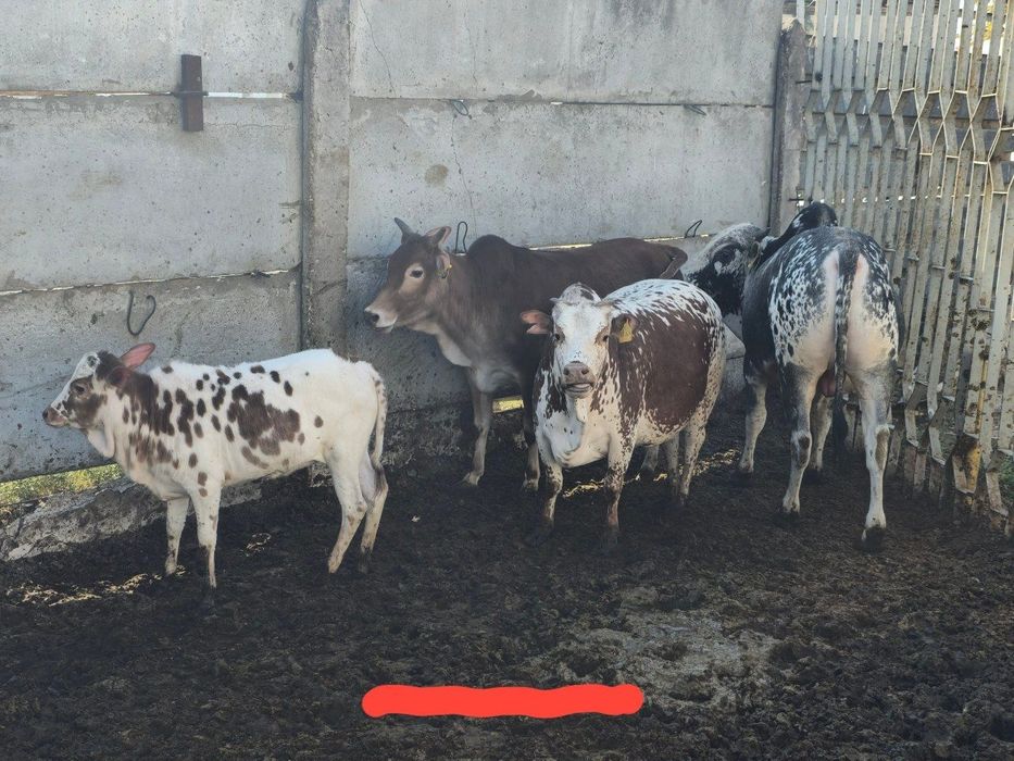 Продаётся индийский коровы
