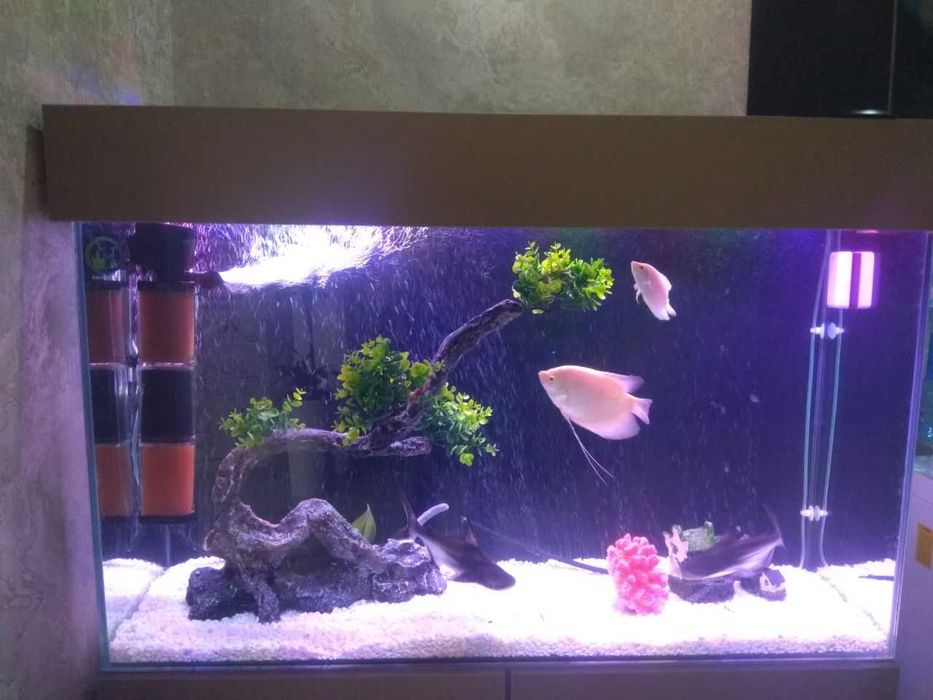 Профессиональная чистка аквариума AQUALIFE