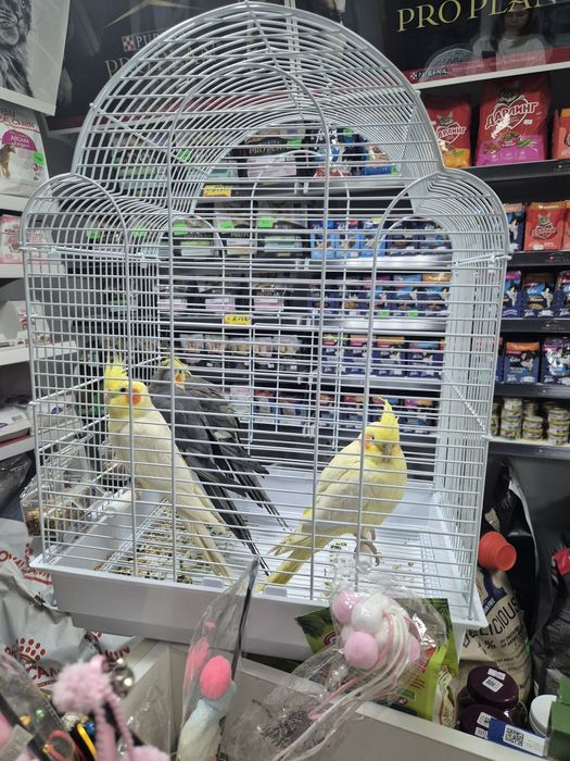 Кореллы, волнистые попугаи