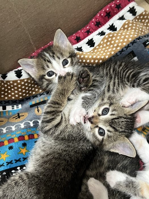 Отдам котят в хорошие руки бесплатно