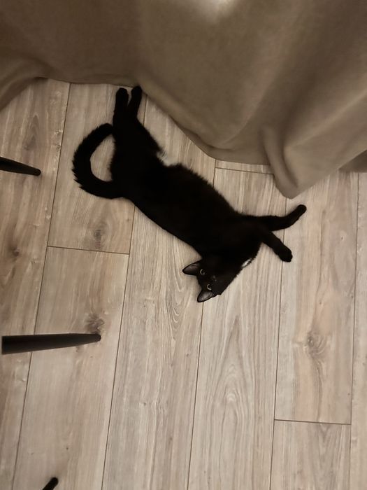 Черная кошка,девочка