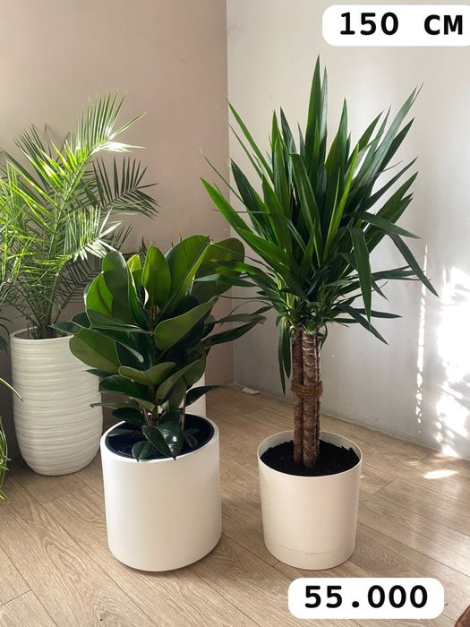 Фикус бенджамина Цветы для дома  озеленение