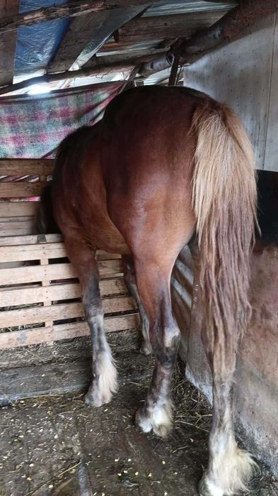 Vand sau schimb manz