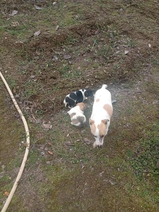 Кученца Джак Ръсел