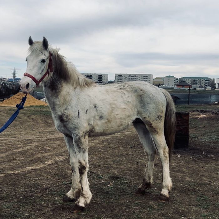 3 жасар айғыр, семіз,саудасы бар