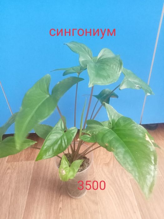 Комнатные растения