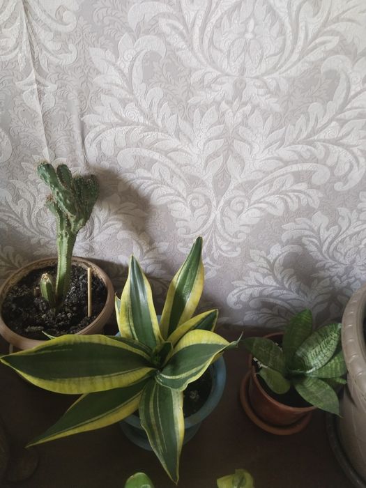 Цветы для офиса и дома