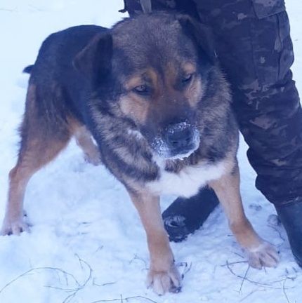 Отличные сторожа, охраники