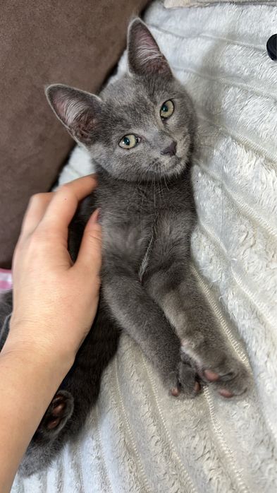 Котёнок-мальчик ищет добрый дом