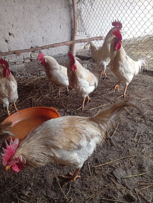 Домашние хорозло