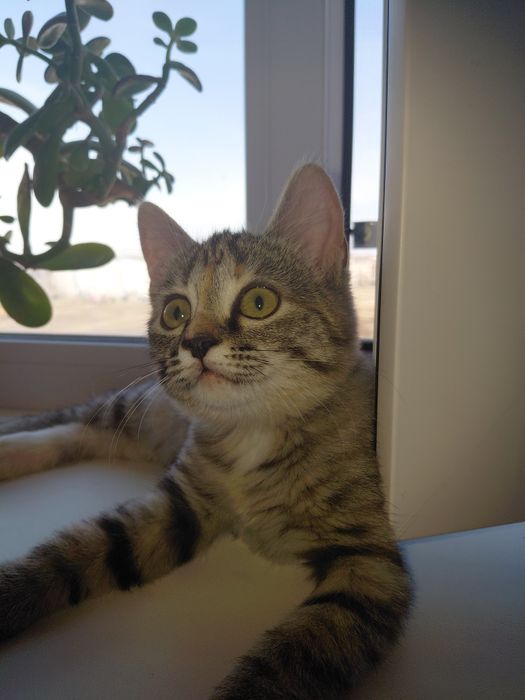 Котенок 5 мес девочка