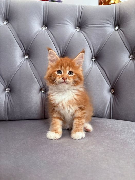 Baietel maine coon