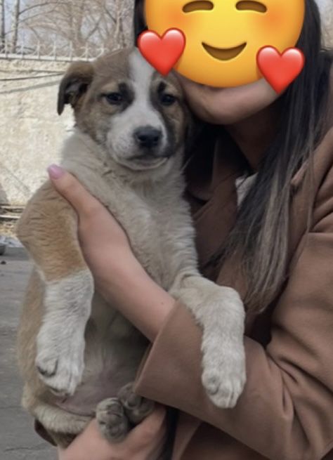 Отдам щенят в добрые руки