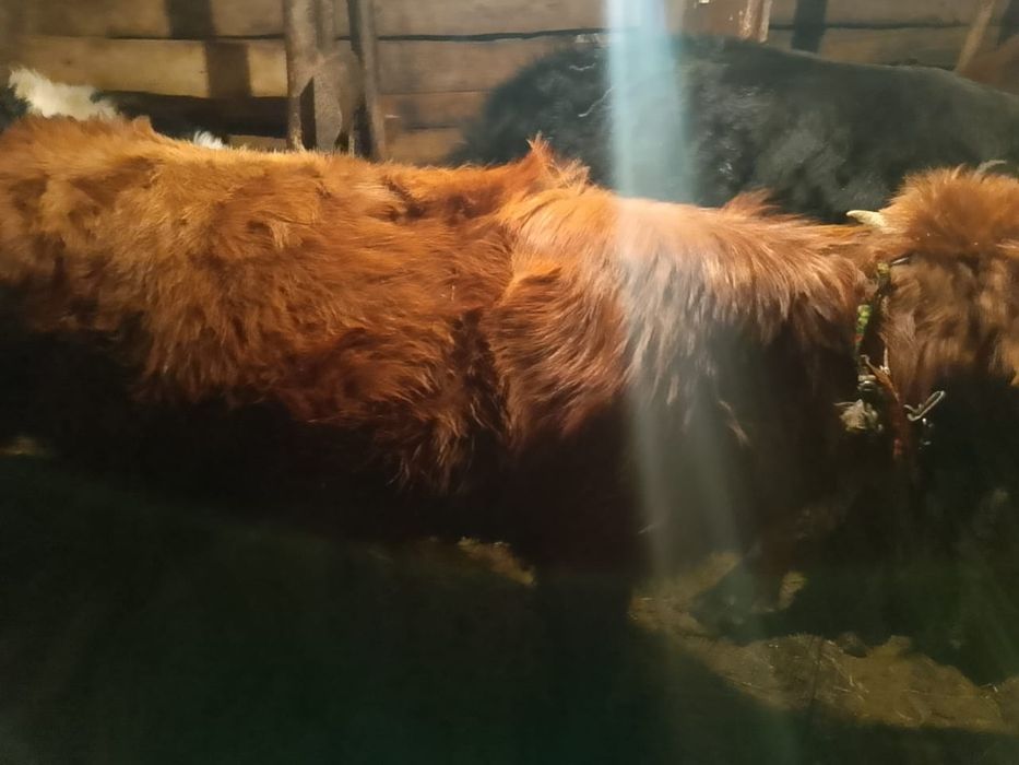 Бука сатылады. .